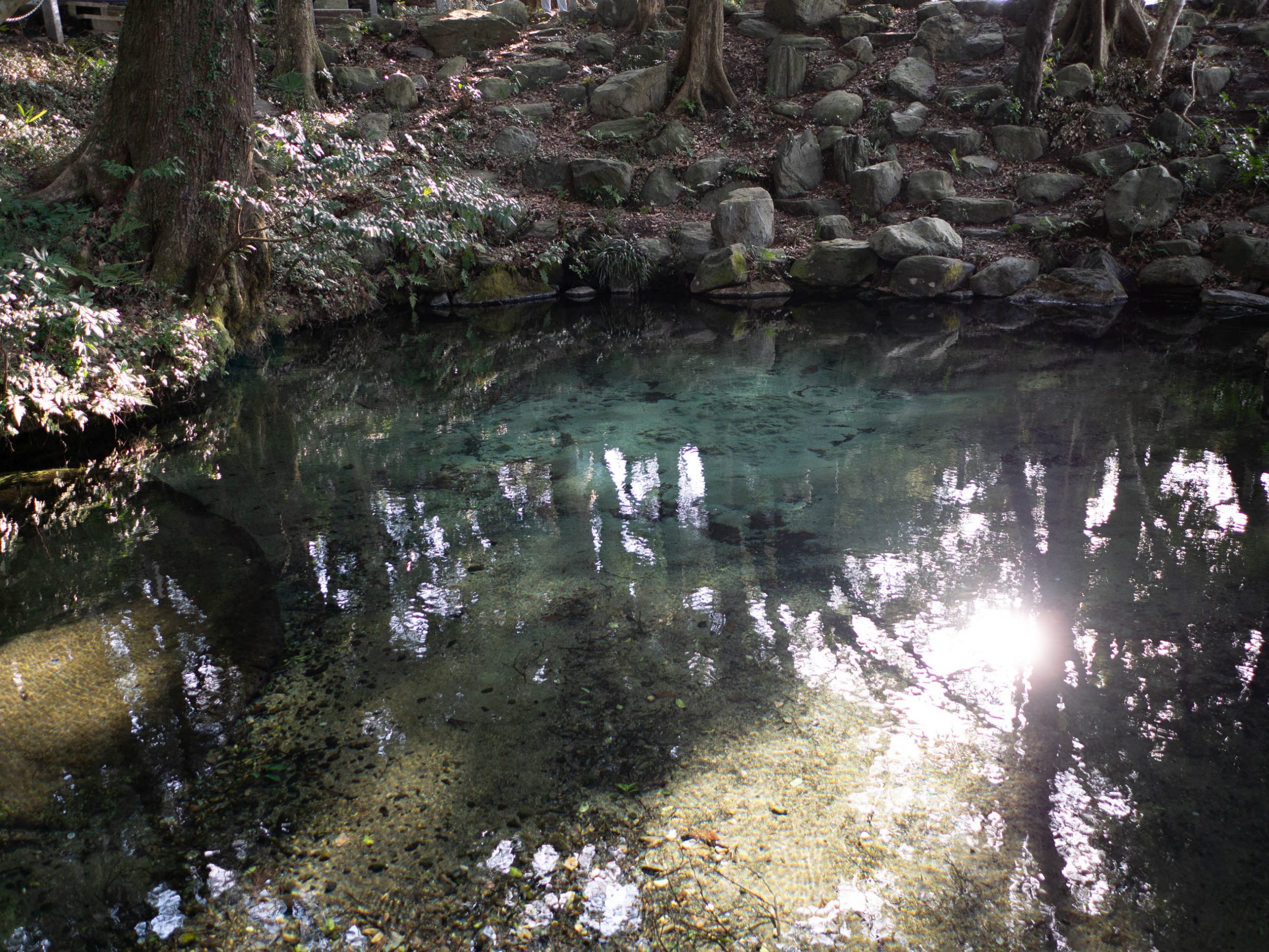 泉神社　250323 (1 - 1)